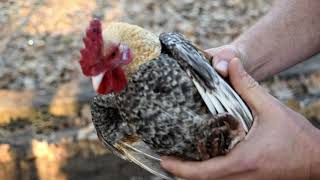 chicken bantam coop chickens angry