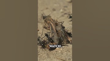 Ants Colony vs Antlion Ultra Closeup | Forest Sound ASMR bugs #macrophotography  #asmr