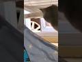【えらそうやな】#ねこ #猫 #cat #野球 #comedy #shorts #集合
