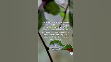 Coast Live Oak (Quercus Agrifolia)