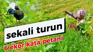 Download Lagu DI SODOK DARI BELAKANG RASANYA MANTAP🔴BERBURU AYAM HUTAN BERSAMA NEW AGS SLUG MP3 Download Lagu DI SODOK DARI BELAKANG RASANYA MANTAP🔴BERBURU AYAM HUTAN BERSAMA NEW AGS SLUG MP3