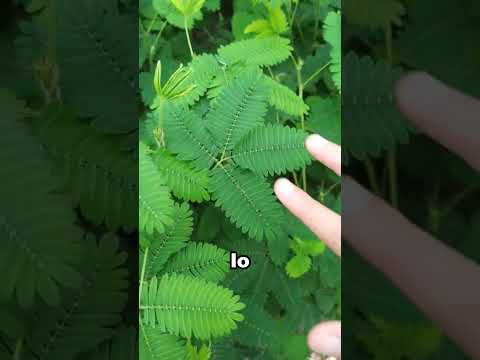Si ves esta