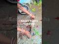 Machha Hela Kata ЁЯРмЁЯжИЁЯжнЁЯРЯЁЯР ЁЯРЛЁЯРа Odia Trending Song Youtube Shorts Viral Video Shorts Machha Hela Kata ЁЯРмЁЯжИЁЯжнЁЯРЯЁЯР ЁЯРЛЁЯРа Odia Trending Song Youtube Shorts Viral Video Shorts
