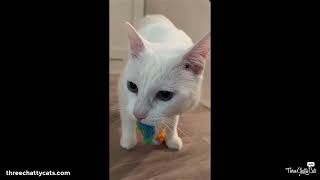 Sophie by Three Chatty Cats 33 views 2 years ago 56 seconds