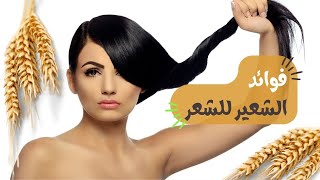 فوائد الشعير للشعر ( النمو الصحي للشعر- زيادة كثافته - تغذية فروة الشعر)