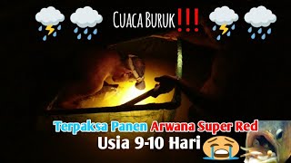 Cuaca Buruk ❗️❗️❗️Terpaksa Panen Arwana Super Red Usia 9-10 Hari | Manklik