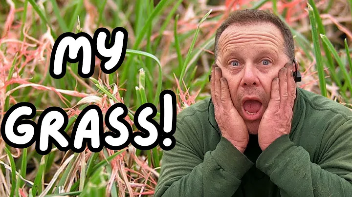 Do This To BATTLE Lawn Fungus Into Submission!