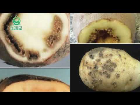 اهم الأسمدة لزراعة البطاطس