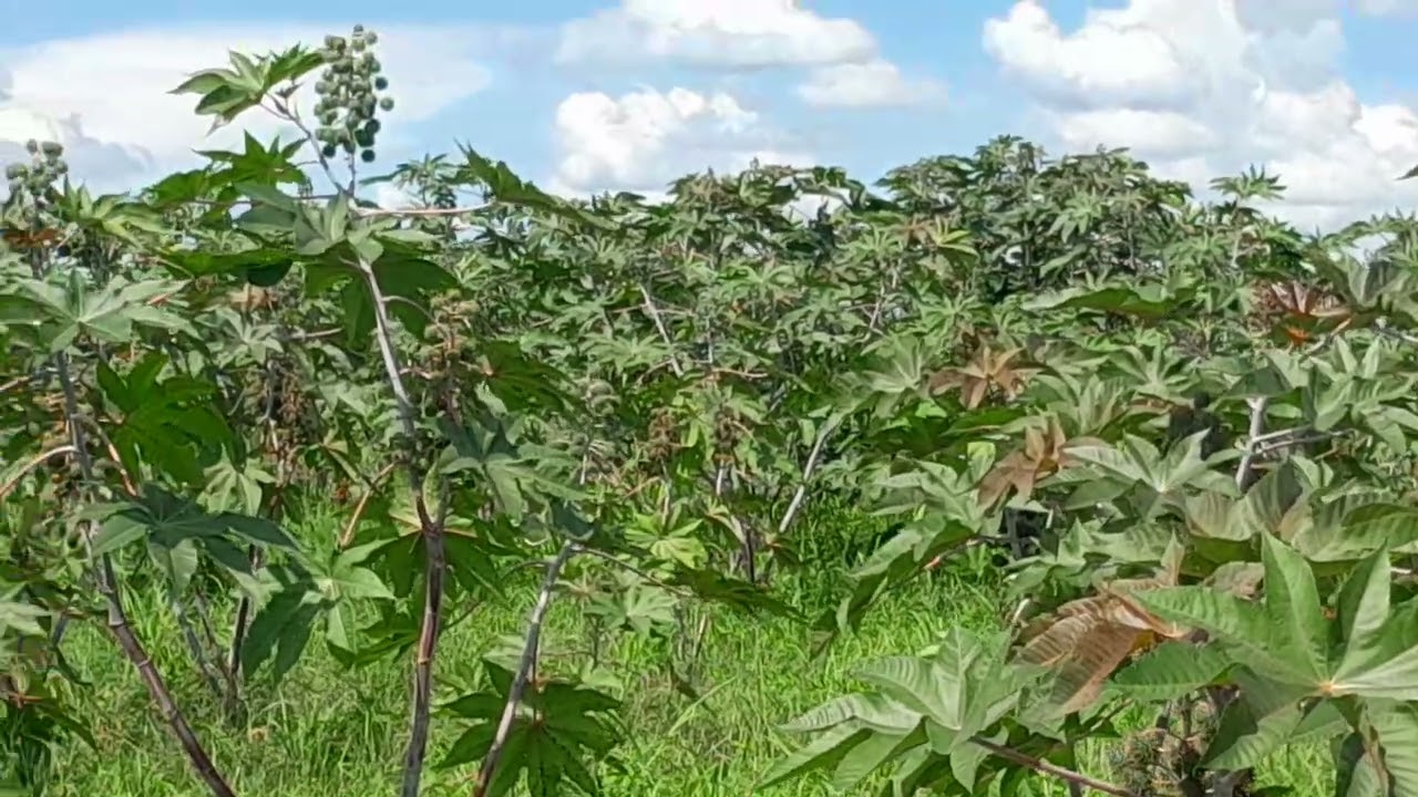 Bulky Castor Seeds for Sale Per Kilogram