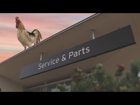 Parkland Auto Repair