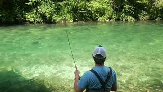 SLO-FLY.COM. Fly Fishing Slovenia. The 1 meter Marble trout and double trouble for the rainbow