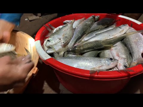 Video Rất Nhiều Loại Cá Có Nhiều Tên /... - youtube