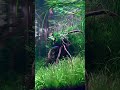 300 Days Old Planted Aquarium Without Co2