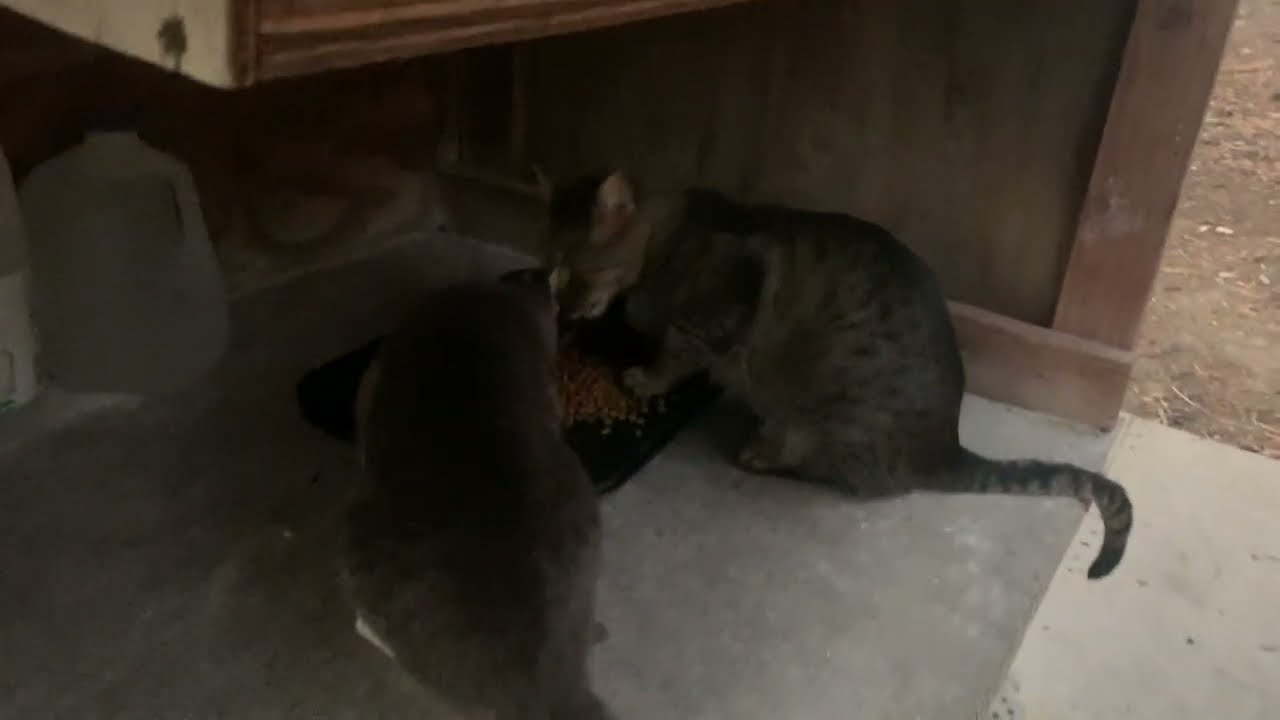 Girlfriend & Big Boy Eat  