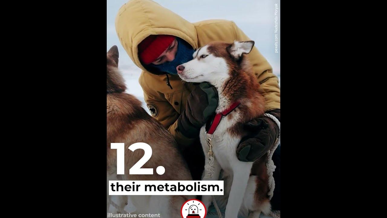 Why Huskies Are Banned from Antarctica YouTube