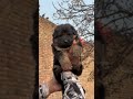 #gsds #puppy #trendingshorts #dogbreed #youtube #trend #tiktok #ytshorts #yt #youtuber