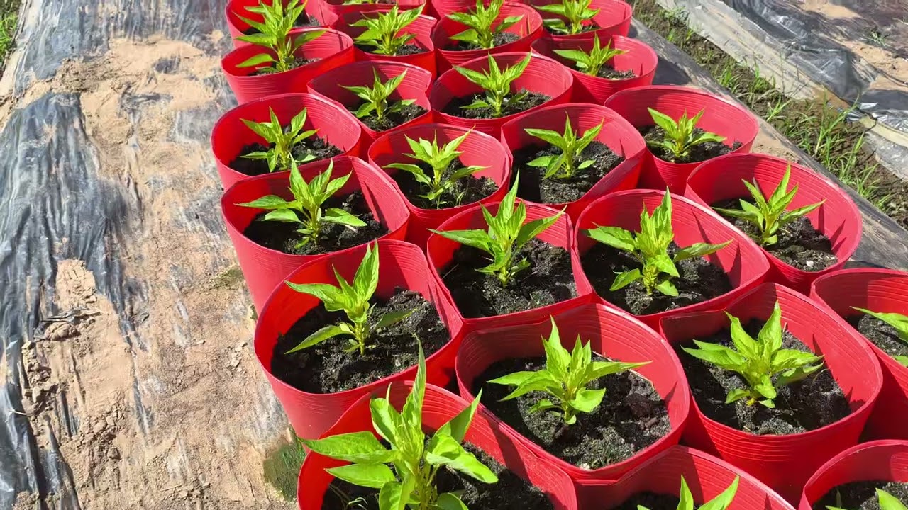 Trồng hoa vạn thọ tết được 8 ngày tuổi ngày 2/11 âm lịch 