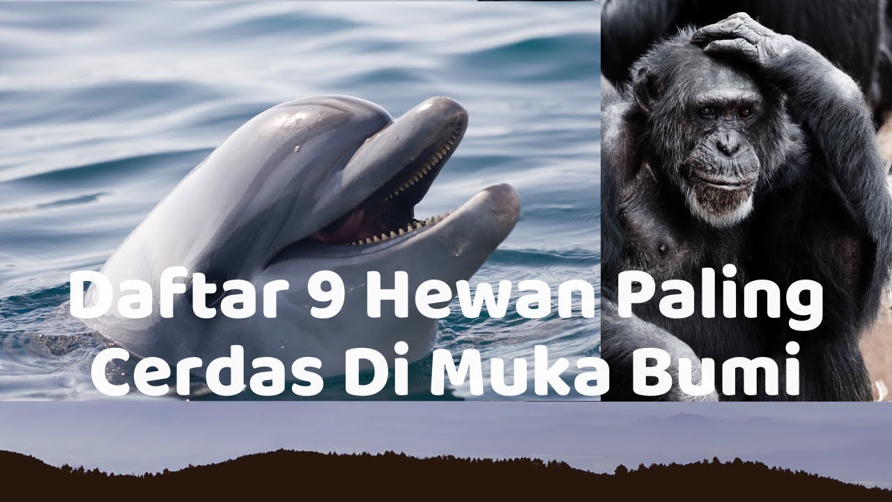 Daftar 9 Hewan  Paling Cerdas Di  Muka  Bumi  YouTube