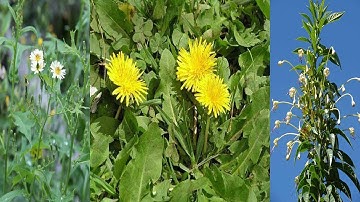 Chữa vú sưng đau, tắc tia sữa với bồ công anh