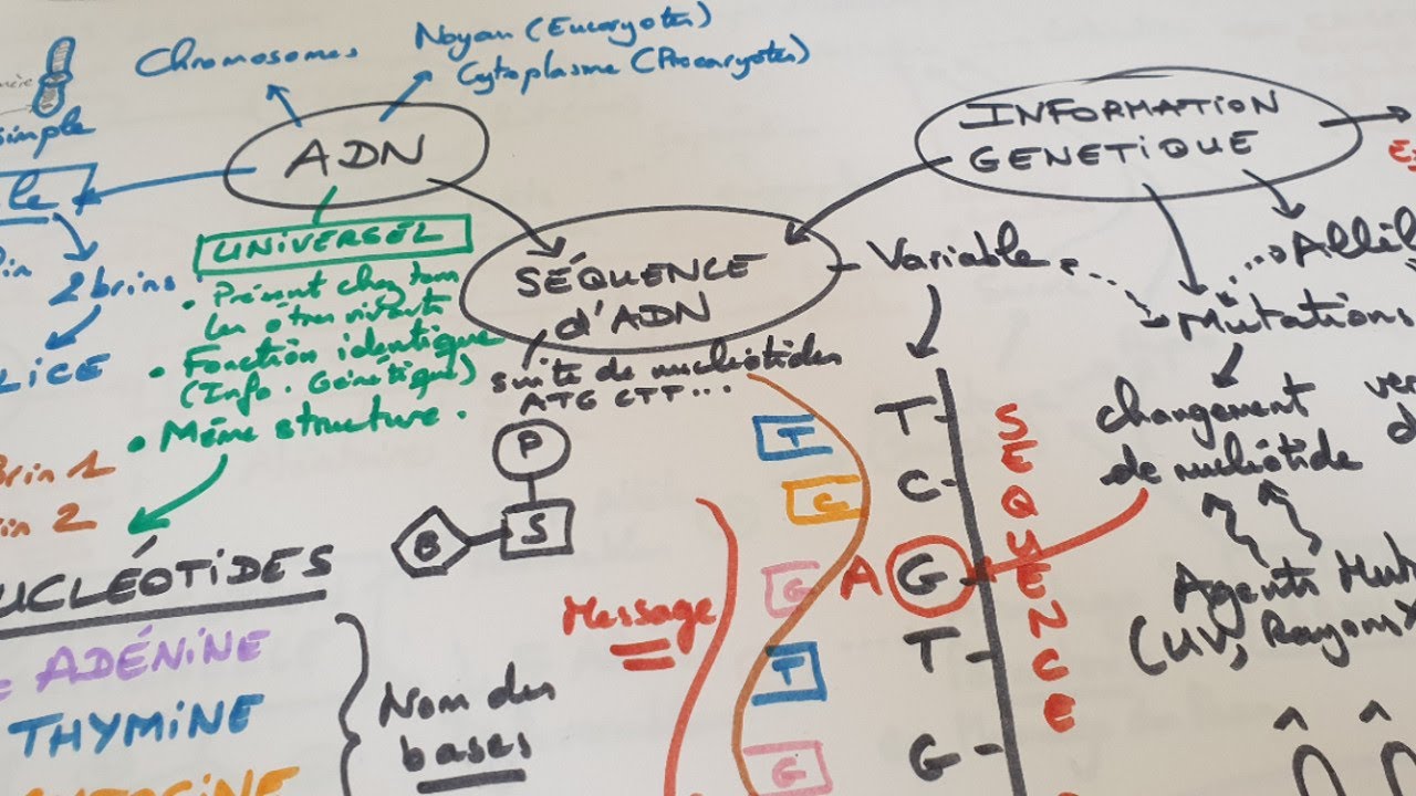 [eSVT] Carte mentale "L'ADN, une molécule universelle porteuse d'information"