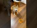 よっこらしょ 柴犬タロウ #柴犬 #柴プー #しばわんこ #shibainu