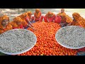 River shrimp mix tomato gravy recipe  60 kg tomato  6 kg tiny prawn cooking for villagers