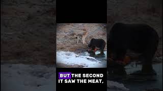 The Moment a Wolf Forgot It Was a Wolf 🐺😂