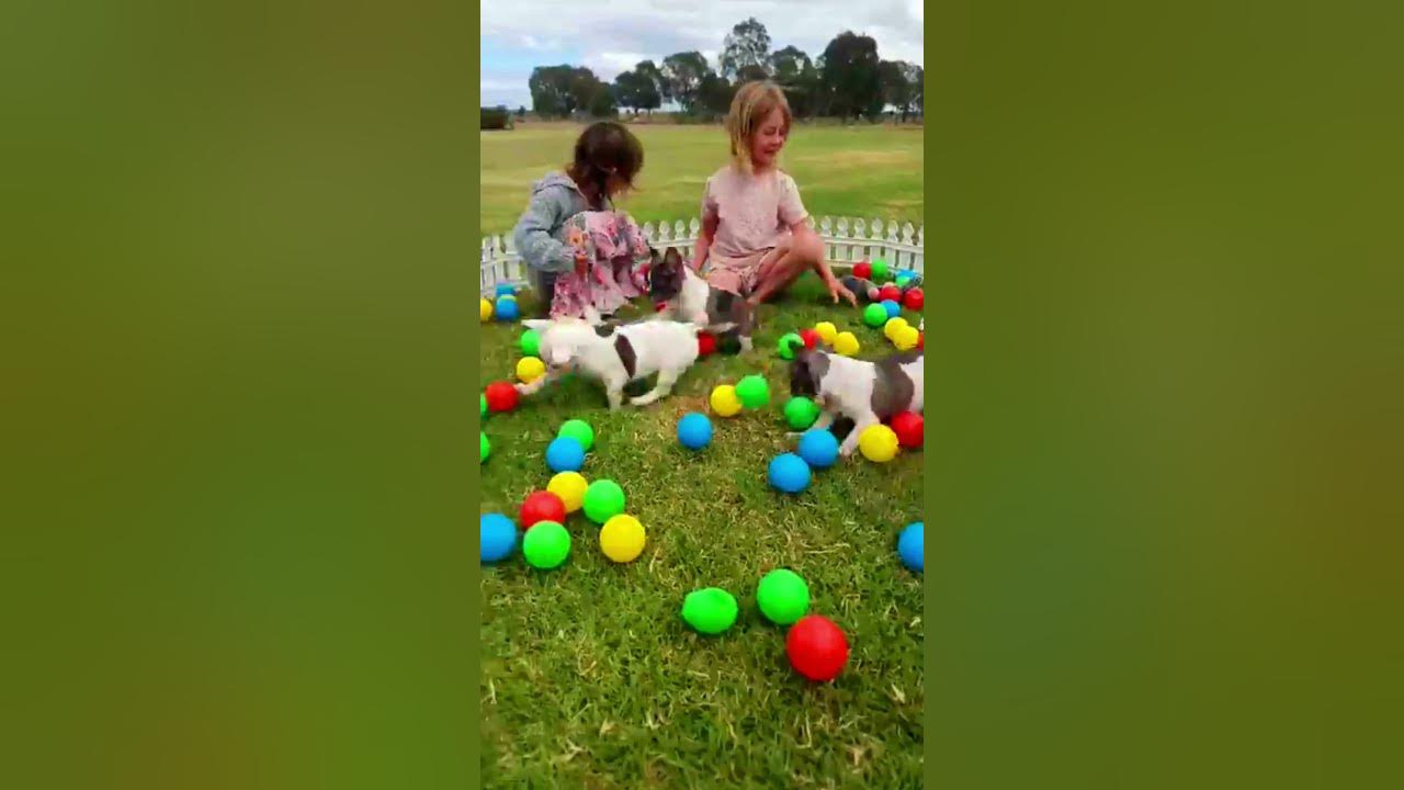 Hexagon Maze And Ball For Snowball Dog Hugo Hamster And Corn Kitten Playing  