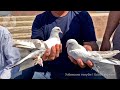 Птичий рынок г. Ташкент - ГОЛУБИ (22.05.2021) / Uzbek Pigeons