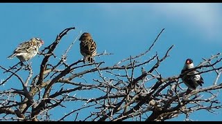 Pintailed Whydahs (Male and Female) on Birding Planet HD