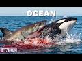 WILD OCEAN | The Brutal Battle of the Giants of the Sea | Nature Animal Documentary