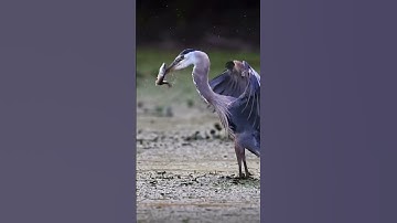 Surah Ikhlas #egzonibrahimi #سورة_الإخلاص #ikhlas #shortvideo #nature