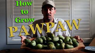 Download Lagu How to Grow PAWPAW - North America's Largest Native Fruit Download Lagu How to Grow PAWPAW - North America's Largest Native Fruit