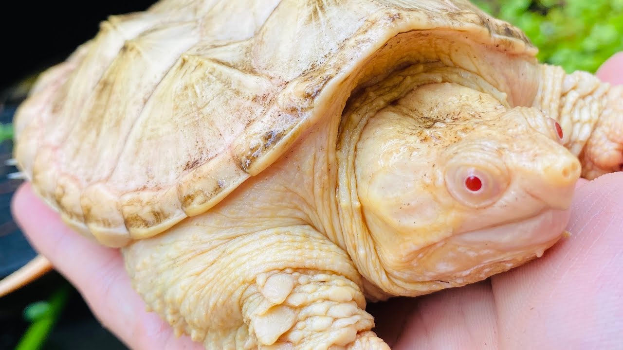 AMAZING Albino Turtles!! Albino Snapping and Painted Turtles, with