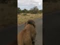 Mouthy lion roars as it passes by safari truck