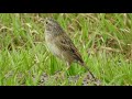 grassland sparrow (Ammodramus humeralis) i