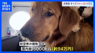 犬専用！空の便が初運行　すべてファーストクラス　犬用シャンパンや“ドッグファースト”の機内食　米国内線片道約94万円｜TBS NEWS DIG