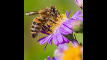 🐝 Up-Close Bee Pollination! | Nature’s Tiny Garden Heroes in Action 🌸