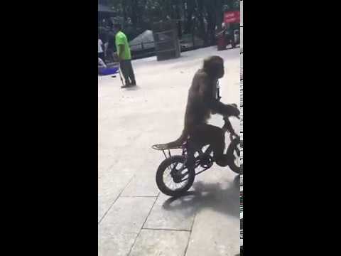 Kad majmun vozi bicikl