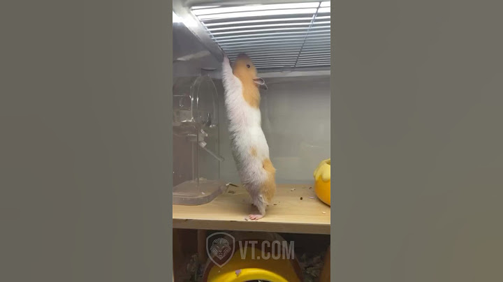 Hamster Tries to Work Out and Snaps at Laughing Owner 😂🐹