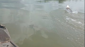 Khám phá điểm câu mới, Đầm quá đẹp quá nhiều cá || Thiên Nhiên Muôn Loài