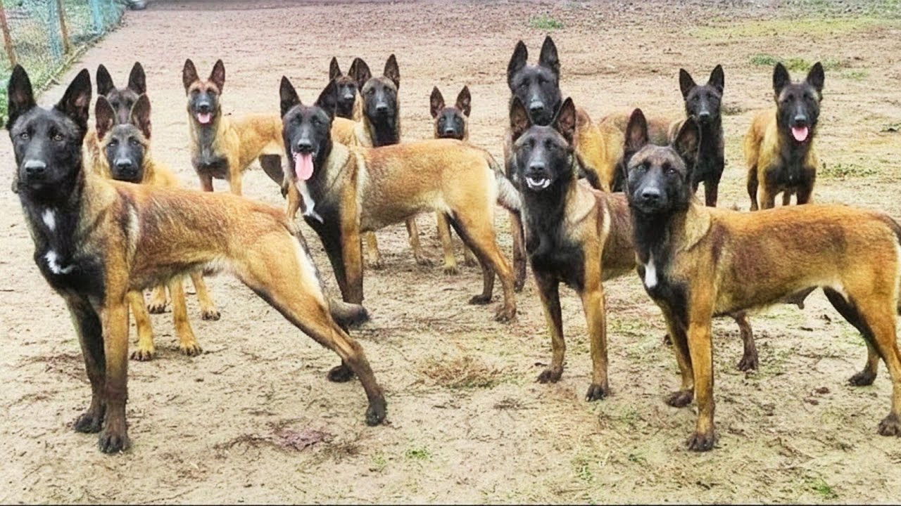 Don't Get A Malinois Until You Watch This Video!