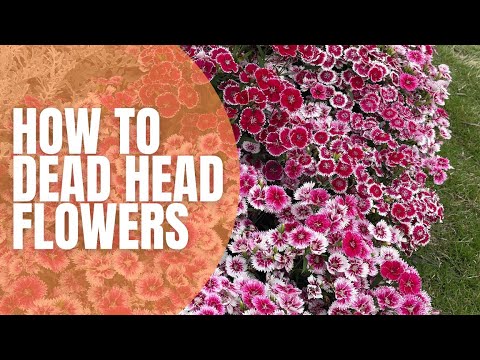 🌹 How To Dead Head Flowers || Dead Heading Blooms || Pruning Old Flowers || Planting Seedlings