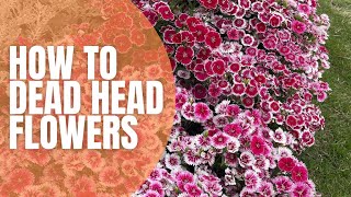 🌹 How To Dead Head Flowers || Dead Heading Blooms || Pruning Old Flowers || Planting Seedlings Net Worth