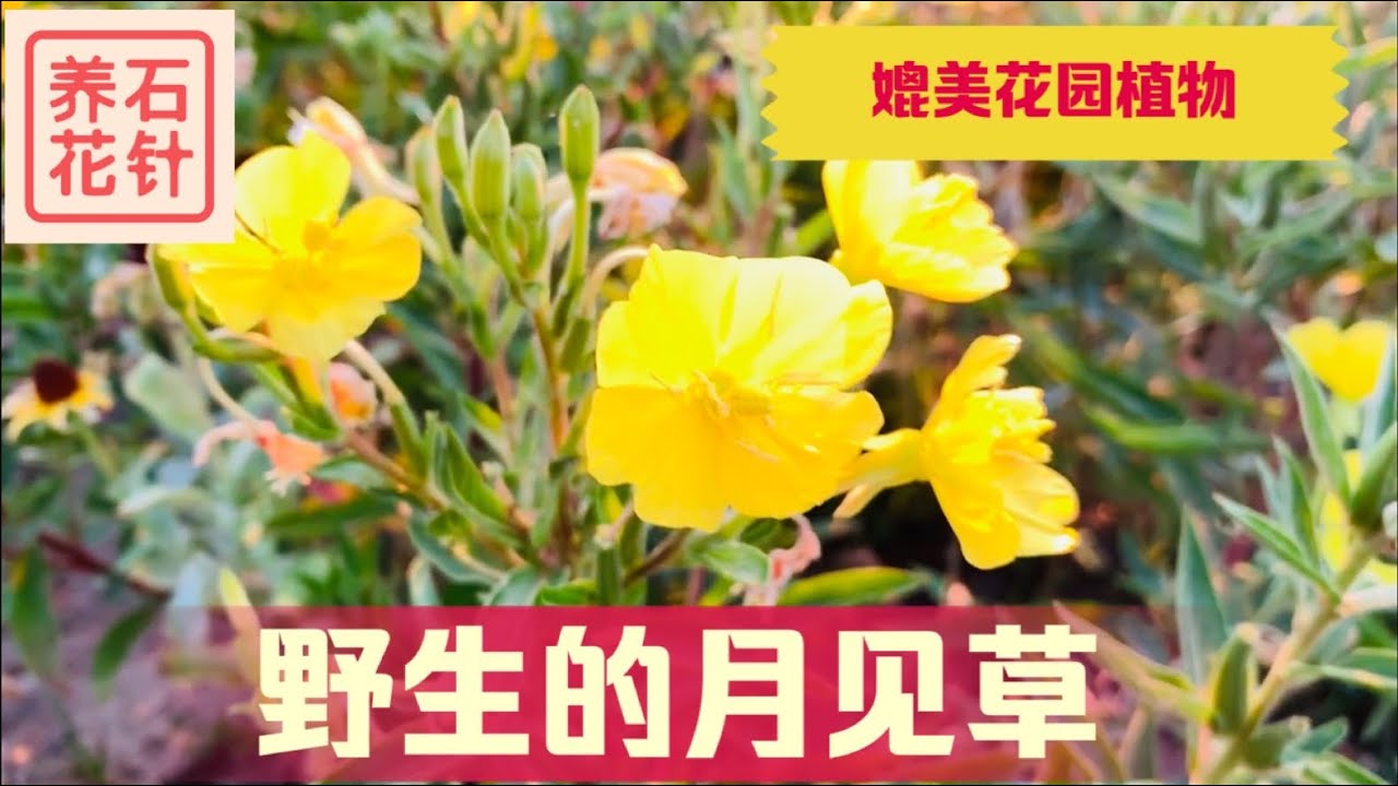 安大略湖边的野生月见草 可以和庭院花卉媲美 Evening Primrose Youtube