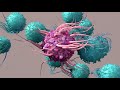 Dendritic Cells: The Regulators