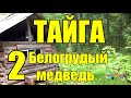 ТАЙГА | Белогрудый 2 из 2