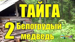 ТАЙГА | Белогрудый 2 из 2