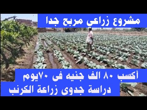 مشروع زراعي مربح جدا دراسة جدوى زراعة الكرنب أو الملفوف 
