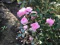 薔薇ライブ[初心者講習７]成功する人失敗する人